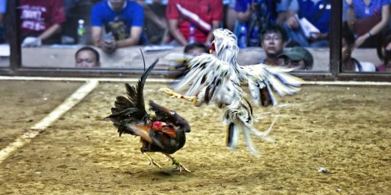 gk88 bet qq88 bắn cá