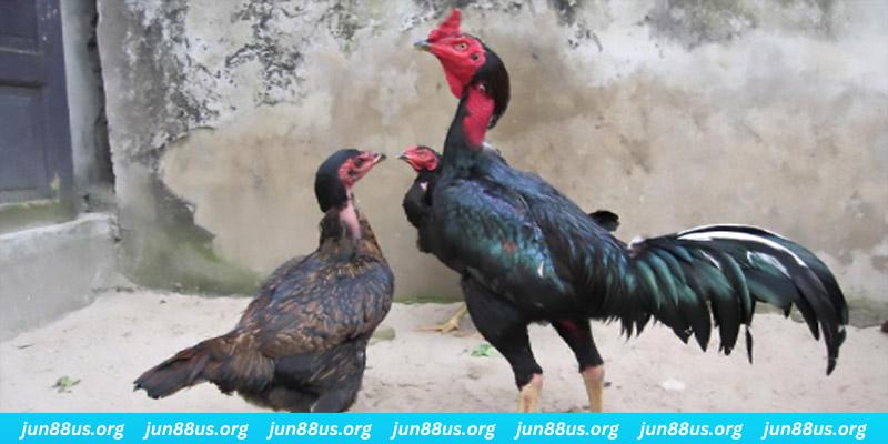 gk88 bet casino hồ tràm có cho người việt vào không